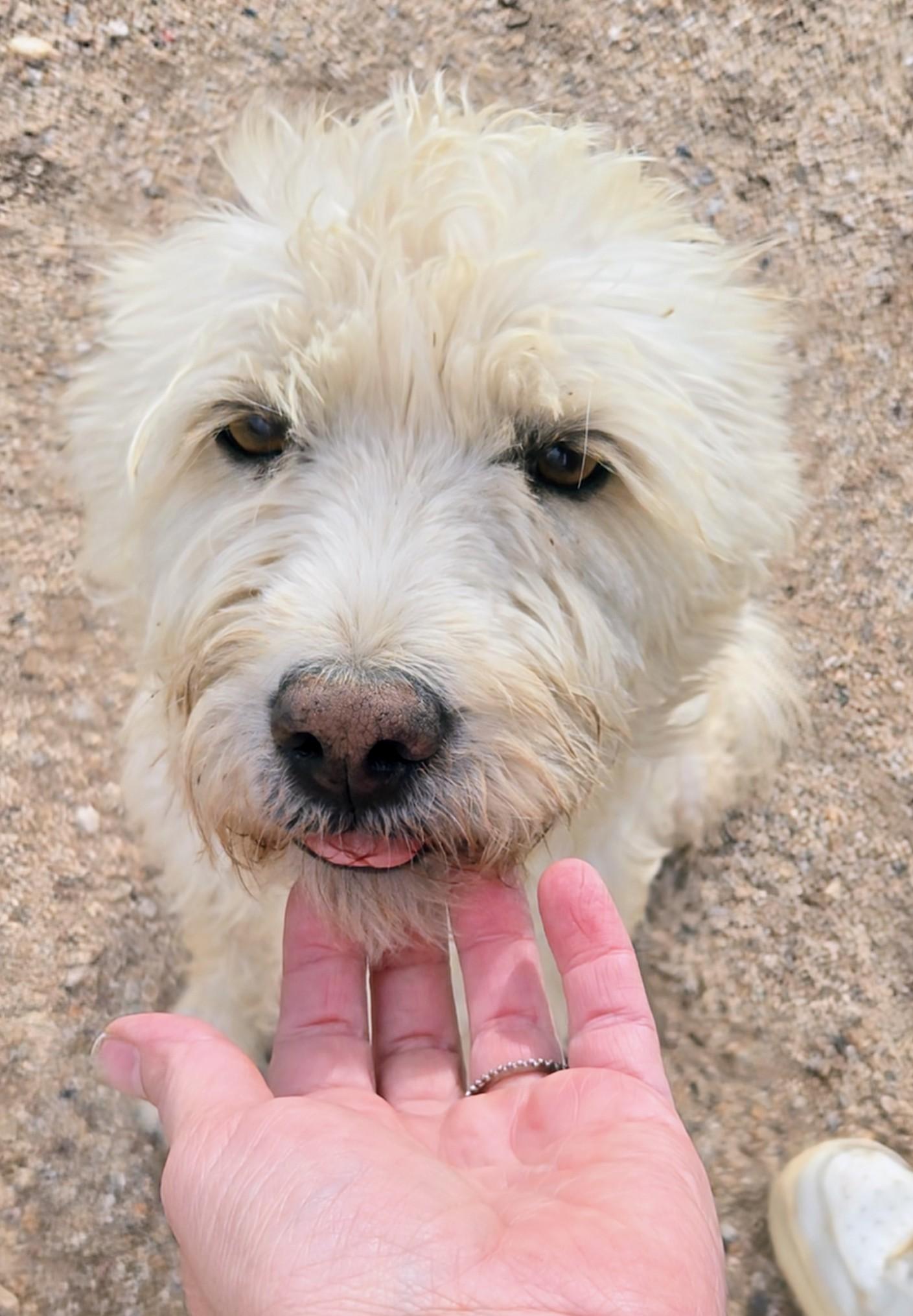 Enlarge Blanca, a ADOPTABLE mixed breed in Saint David, AZ image 2/5