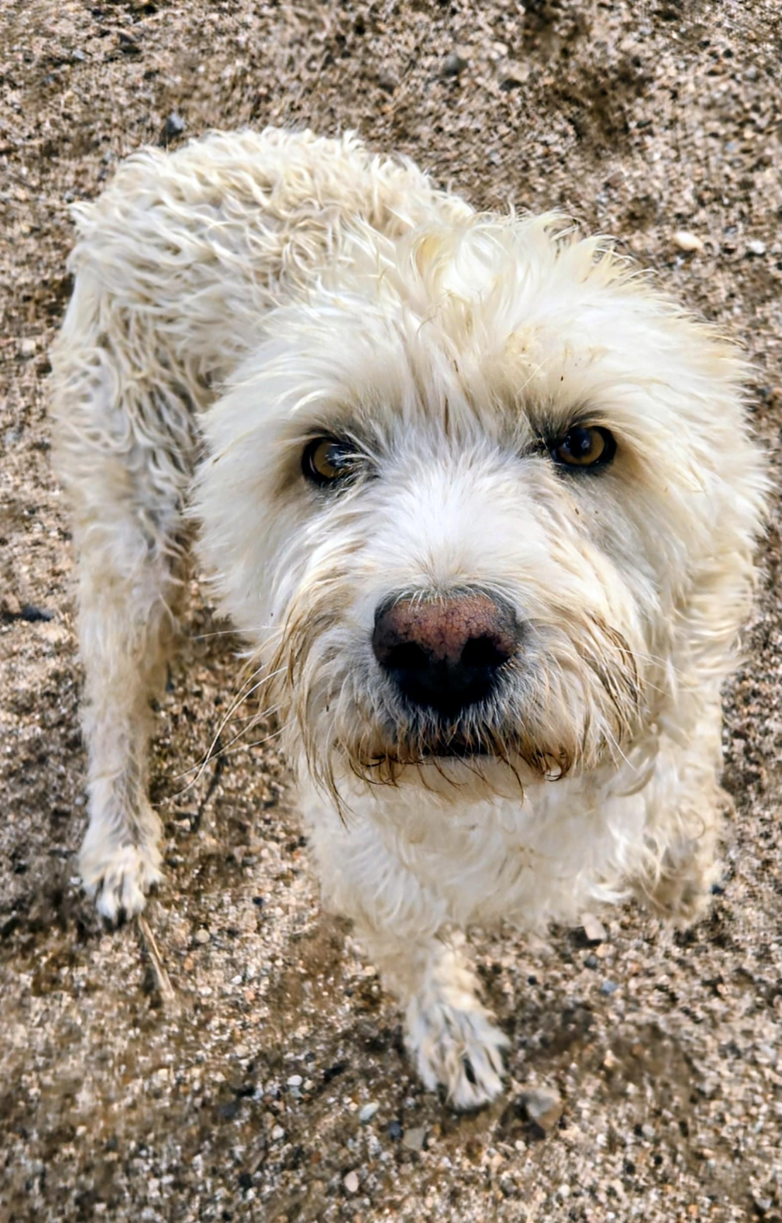 Enlarge Blanca, a ADOPTABLE mixed breed in Saint David, AZ image 4/5