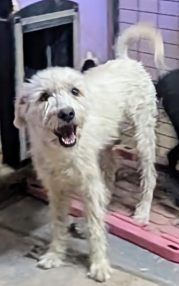 Blanca, ADOPTABLE, Adult Female Poodle.