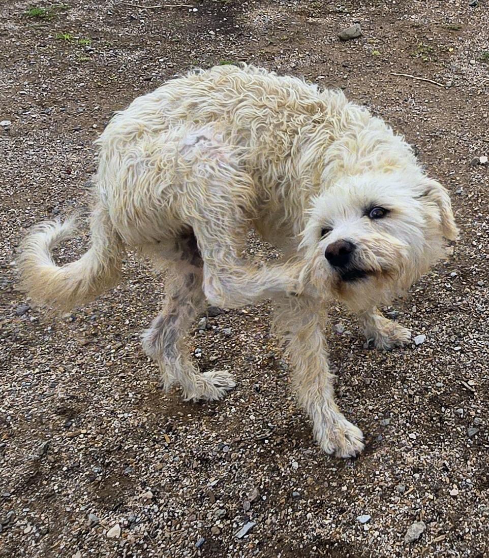 Enlarge Blanca, a ADOPTABLE mixed breed in Saint David, AZ image 5/5