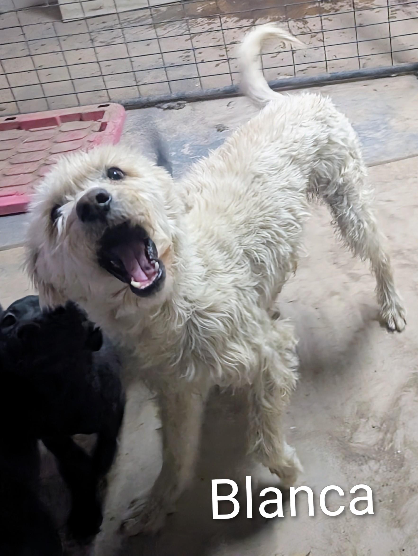 Blanca, a ADOPTABLE mixed breed in Saint David, AZ image 1/5