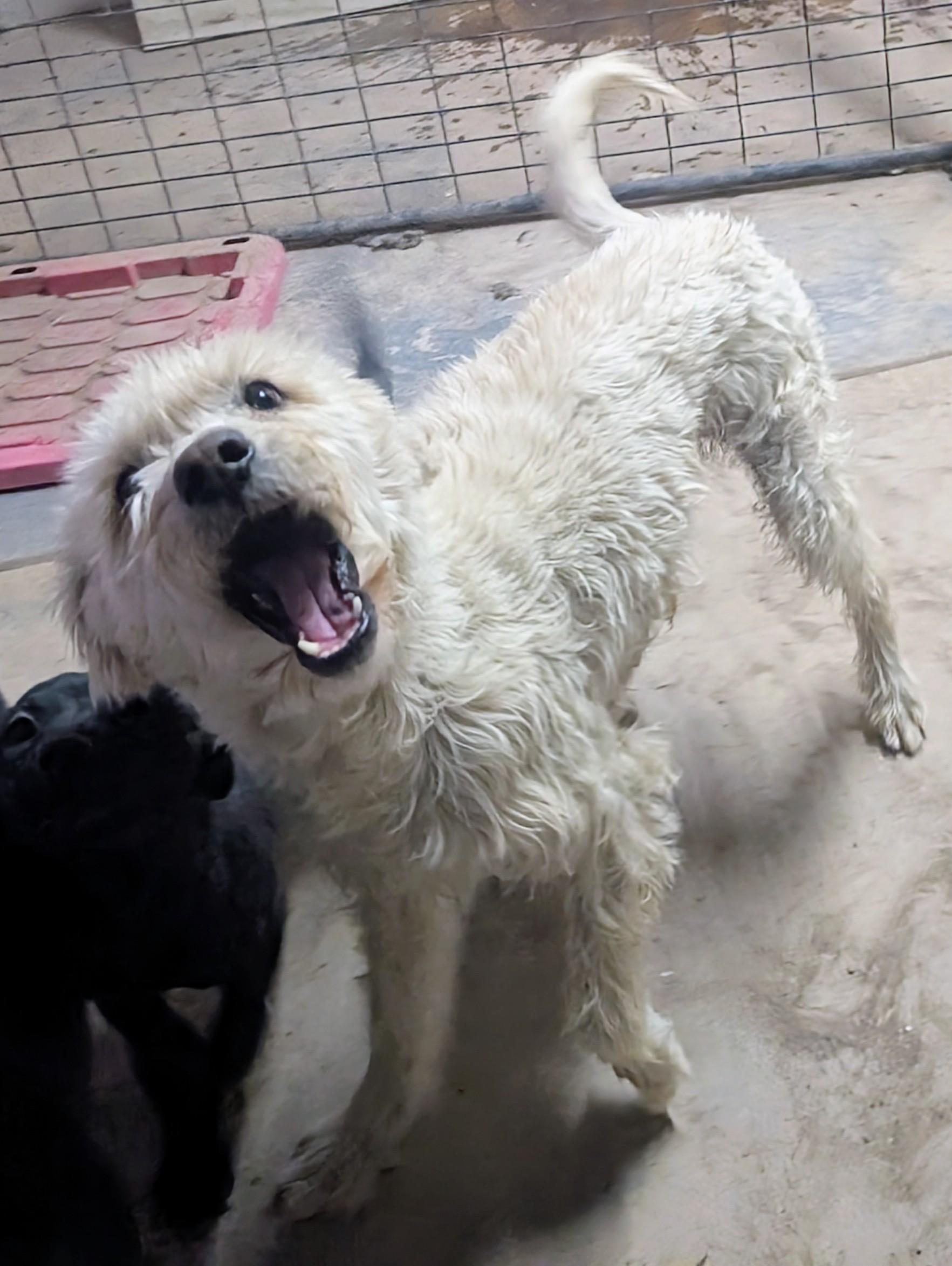 Blanca, a ADOPTABLE mixed breed in Saint David, AZ image 5/5