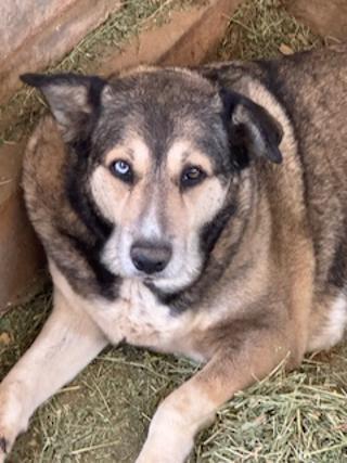 BAILEY, a Adoptable mixed breed in Pearce, AZ image 2/6