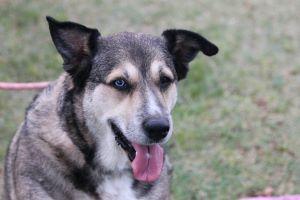 BAILEY, a Adoptable mixed breed in Pearce, AZ image 5/6