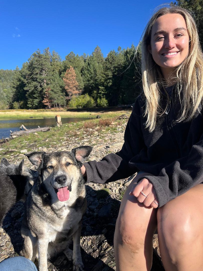 BAILEY, Adoptable, Adult Female German Shepherd Dog & Siberian Husky.