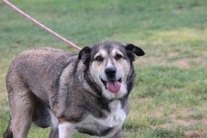 BAILEY, an adoptable German Shepherd Dog, Siberian Husky in Pearce, AZ, 85625 | Photo Image 2