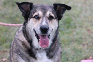 BAILEY, a Adoptable mixed breed in Pearce, AZ image 3/6