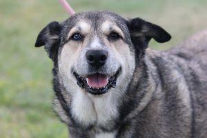 BAILEY, an adoptable German Shepherd Dog, Siberian Husky in Pearce, AZ, 85625 | Photo Image 6