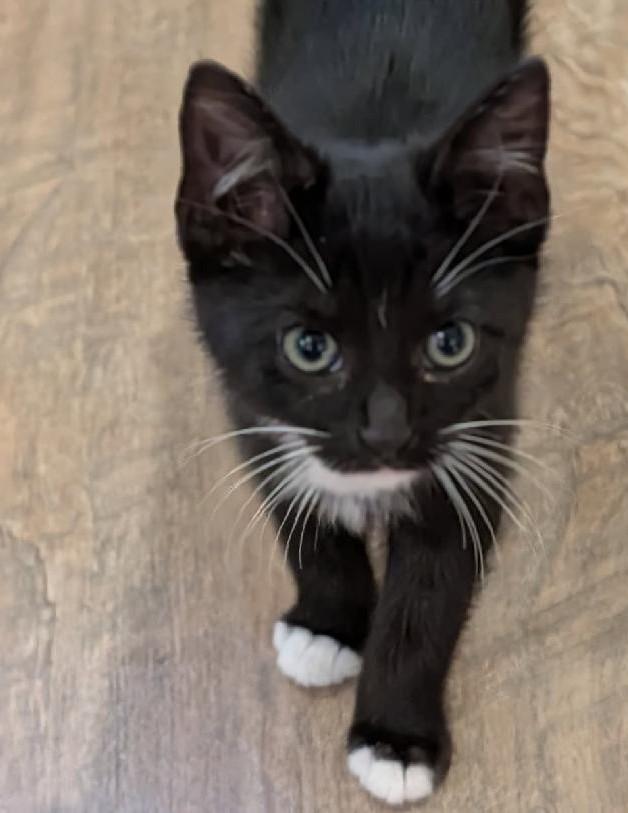 Enlarge Indie 2, an adoptable Domestic Short Hair in Grove City, OH image 1/1
