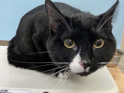 Balu, Adoptable, Young Male Domestic Short Hair & Domestic Short Hair.