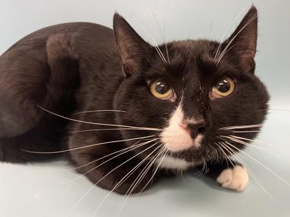 Balu, a Adoptable mixed breed in Woodbury, MN image 2/2