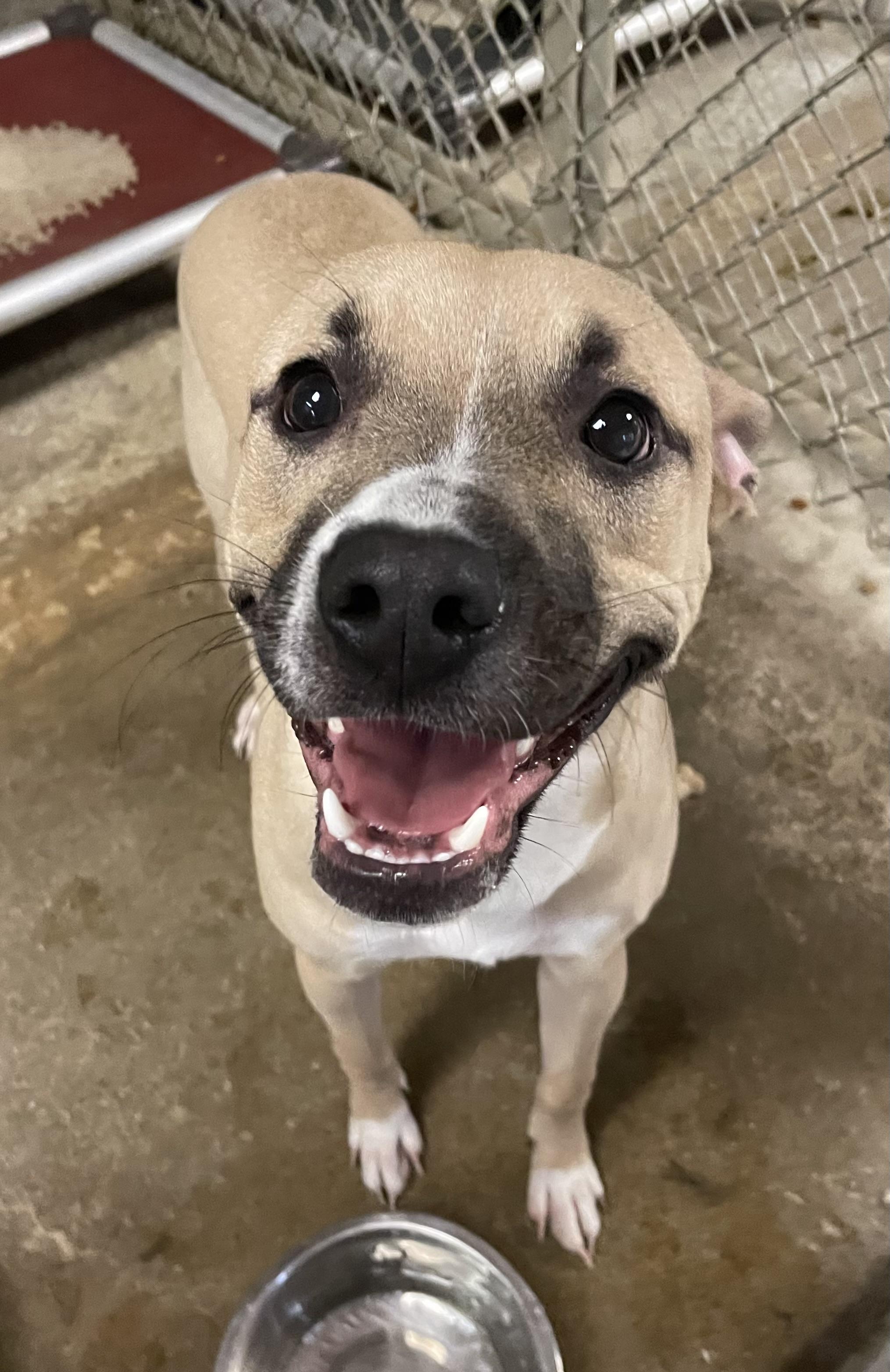 Enlarge Chase AVAILABLE , a ADOPTABLE mixed breed in Canton, OH image 5/5