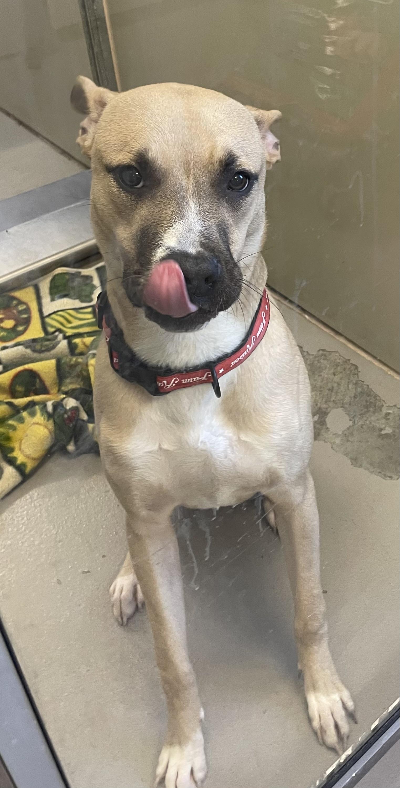 Enlarge Chase AVAILABLE , a ADOPTABLE mixed breed in Canton, OH image 3/5