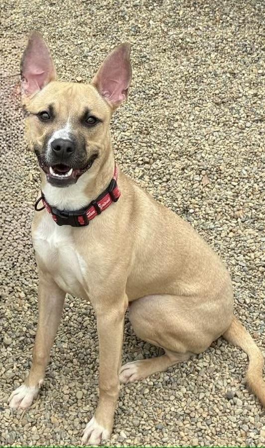 Chase AVAILABLE , ADOPTABLE, Young Male Carolina Dog & Black Mouth Cur.