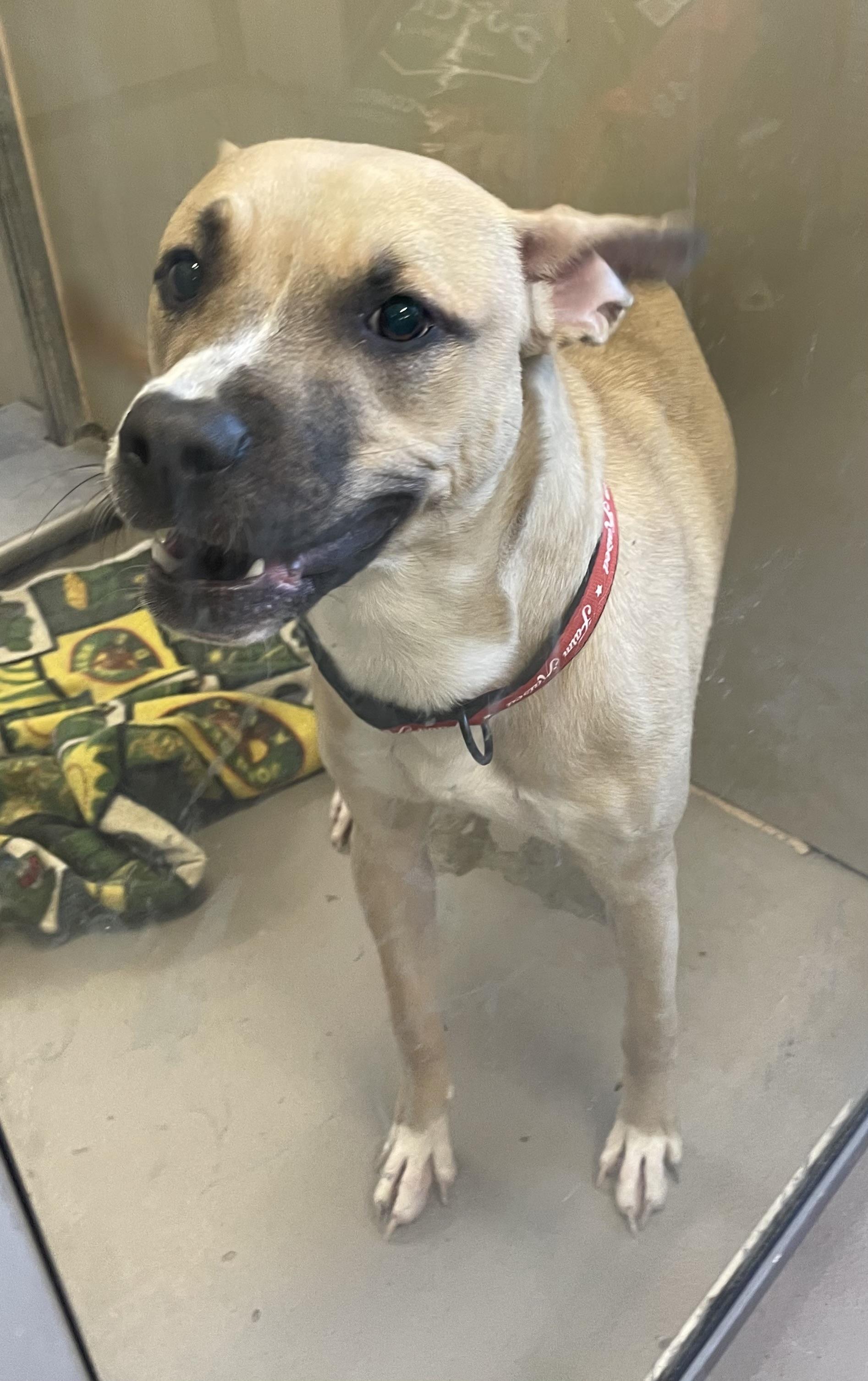 Enlarge Chase AVAILABLE , a ADOPTABLE mixed breed in Canton, OH image 4/5