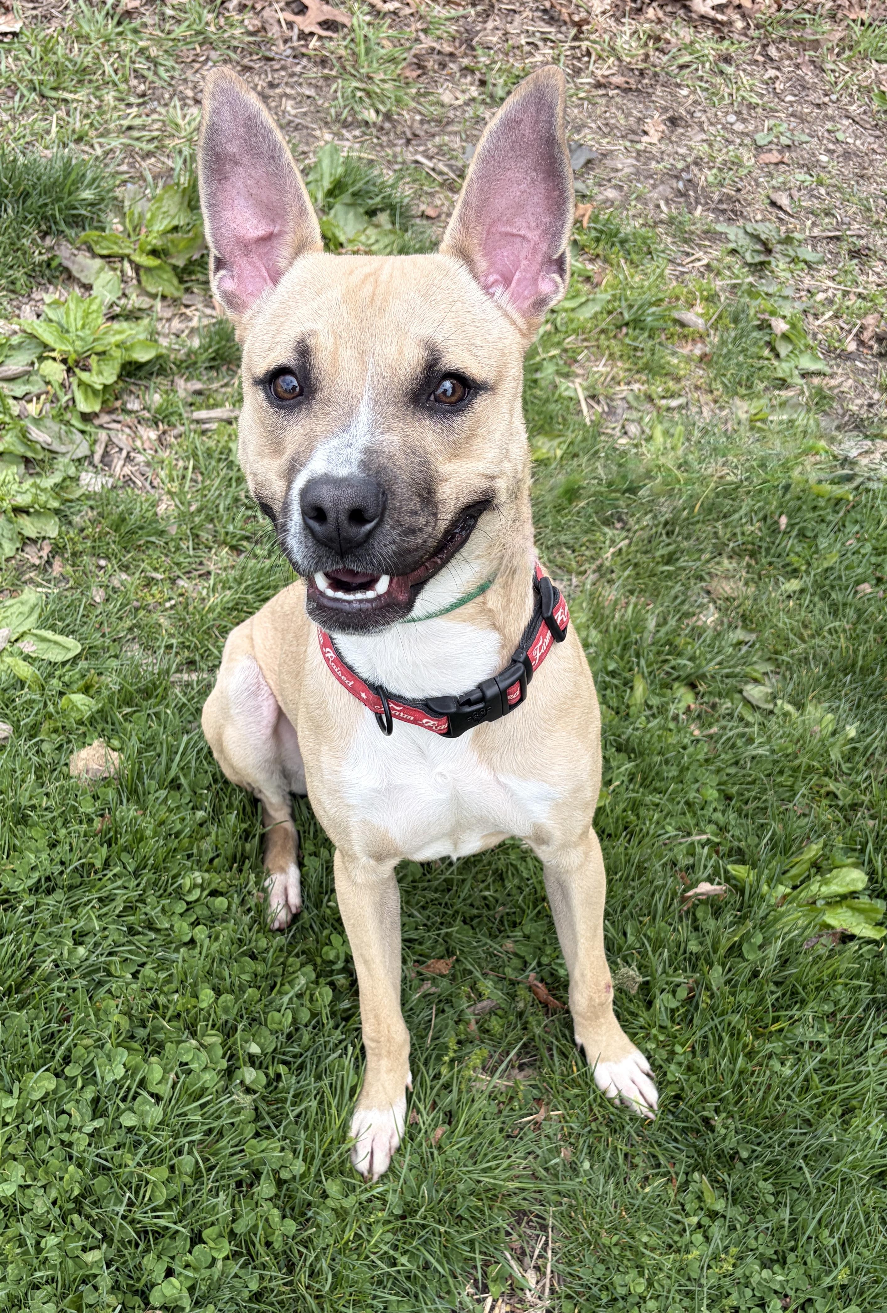 Chase AVAILABLE , ADOPTABLE, Young Male Carolina Dog & Black Mouth Cur.