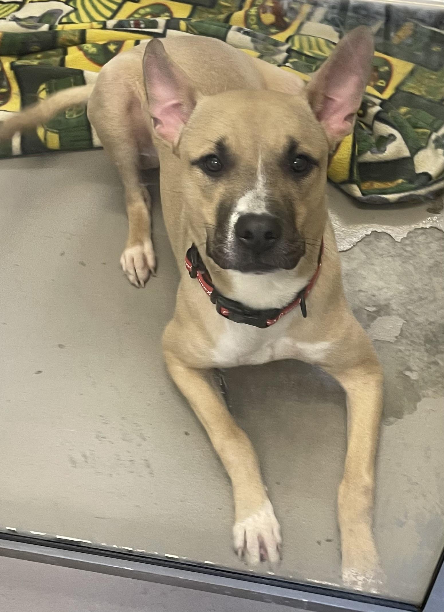 Enlarge Chase AVAILABLE , a ADOPTABLE mixed breed in Canton, OH image 2/5