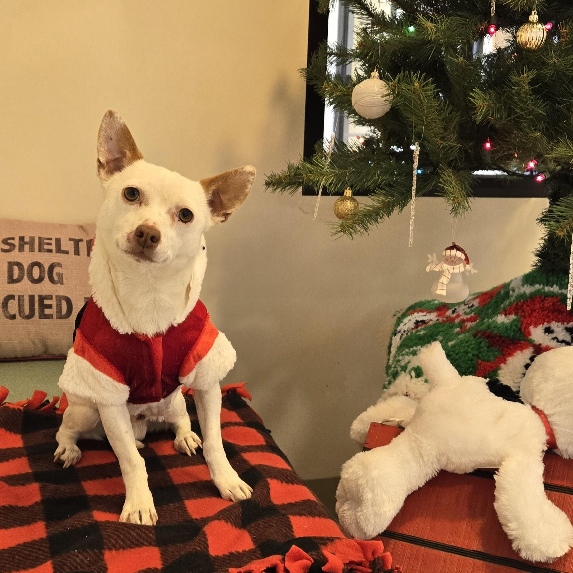 Enlarge Chico , a ADOPTABLE mixed breed in Bluffton, IN image 1/1