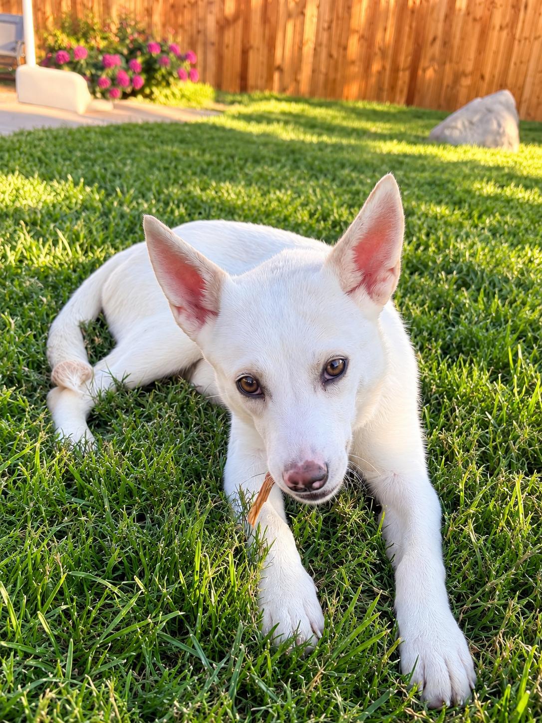 Enlarge Tammy, a Adoptable mixed breed in Chicago, IL image 4/6