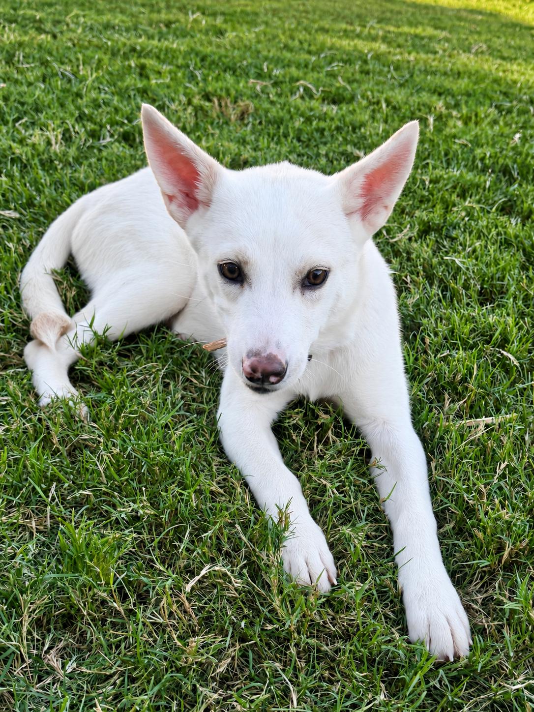 Enlarge Tammy, a Adoptable mixed breed in Chicago, IL image 5/6