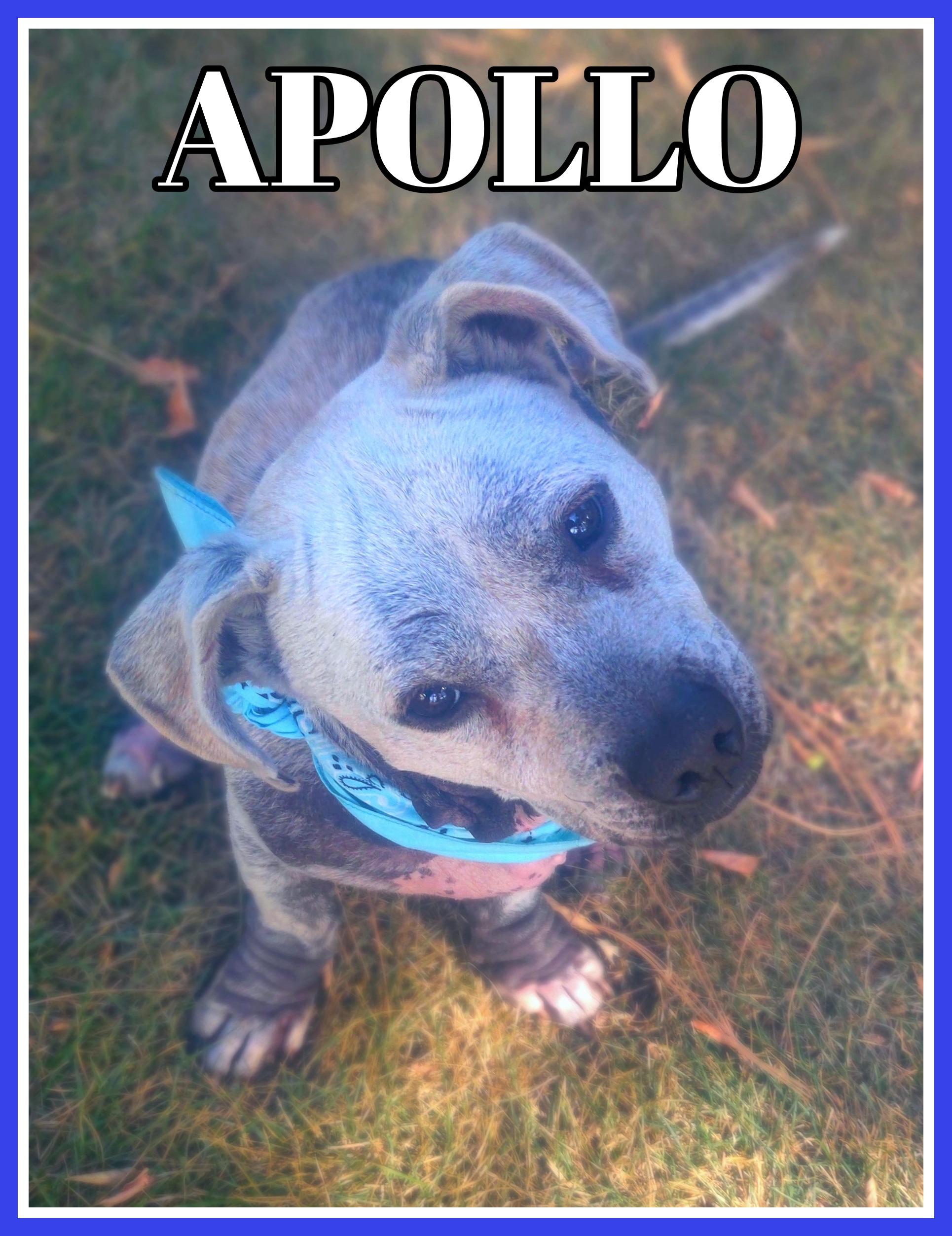 Enlarge Apollo, a Adopted mixed breed in Valley City, ND image 1/2