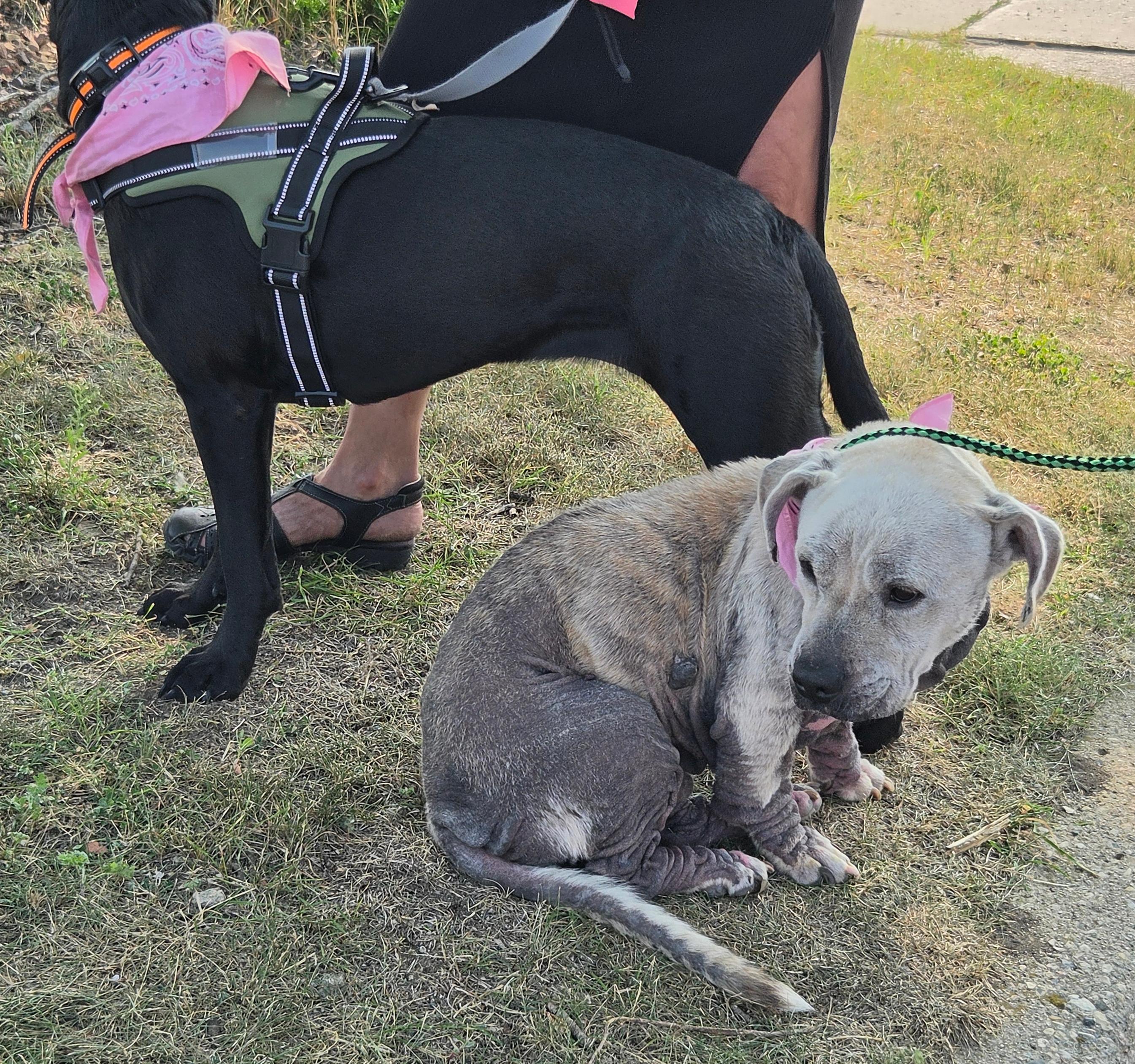 Enlarge Apollo, a Adopted mixed breed in Valley City, ND image 2/2