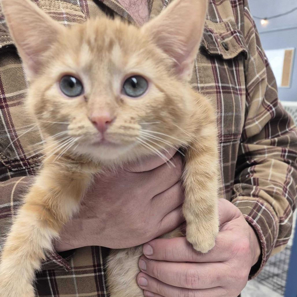 Enlarge Miley, a Adoptable Domestic Medium Hair in Oak Hill, WV image 1/1