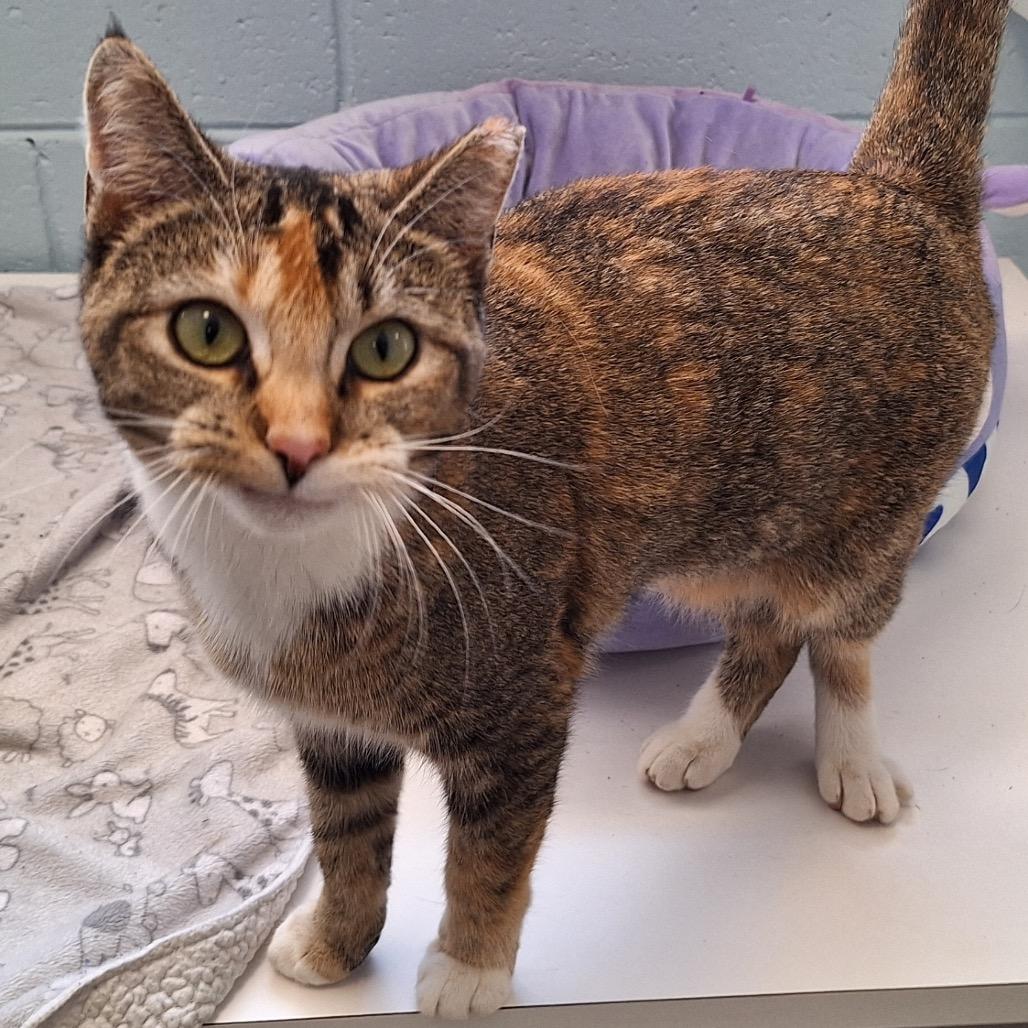 Bitsie, Adoptable, Adult Female Domestic Short Hair & American Wirehair.