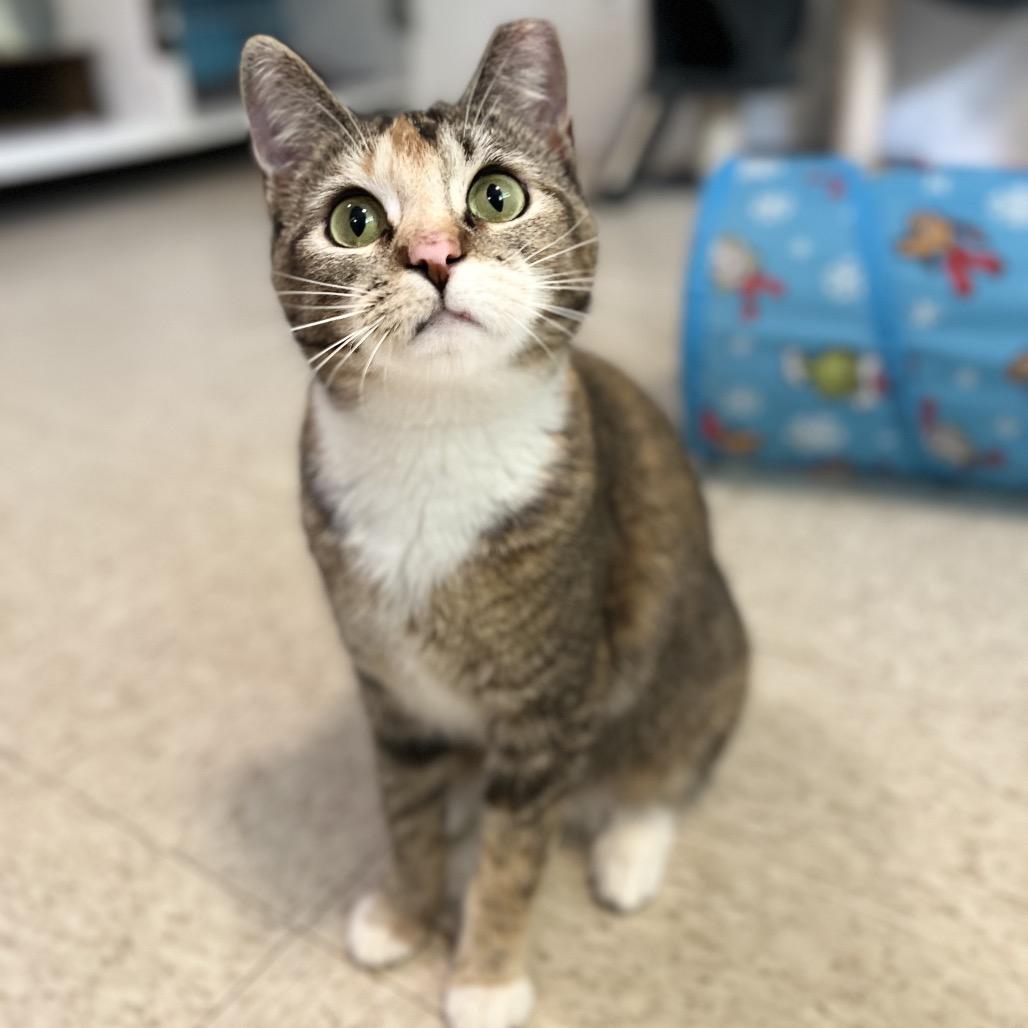 Enlarge Bitsie, a Adoptable mixed breed in Simpsonville, SC image 2/6