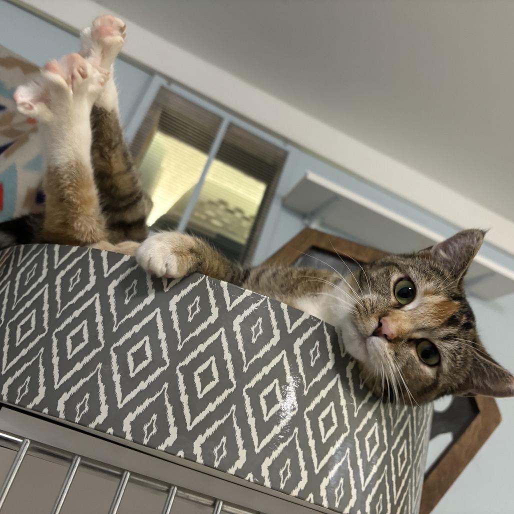 Bitsie, a Adoptable mixed breed in Simpsonville, SC image 2/6