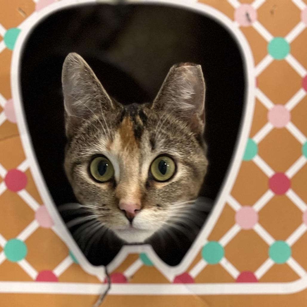 Bitsie, a Adoptable mixed breed in Simpsonville, SC image 3/6