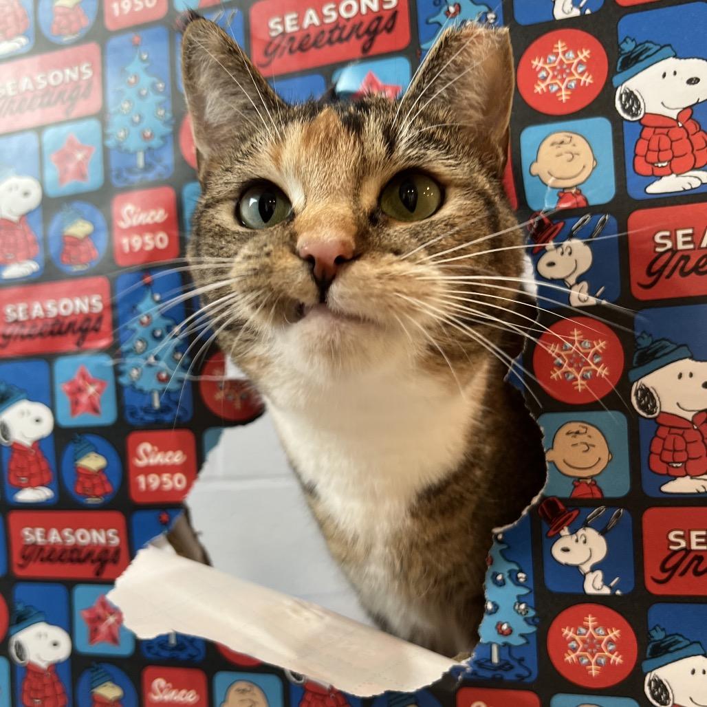 Bitsie, a Adoptable mixed breed in Simpsonville, SC image 4/6