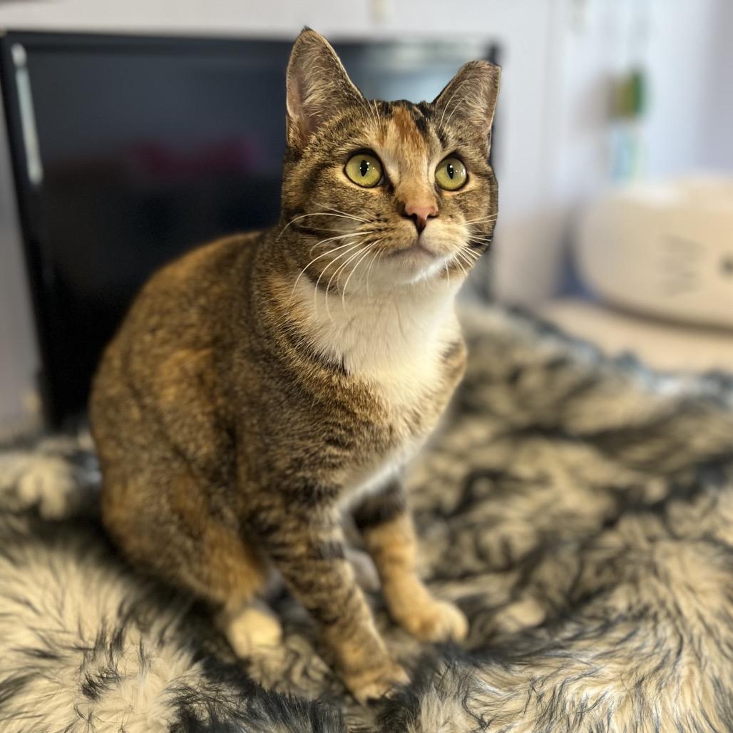 Bitsie, a Adoptable mixed breed in Simpsonville, SC image 5/6