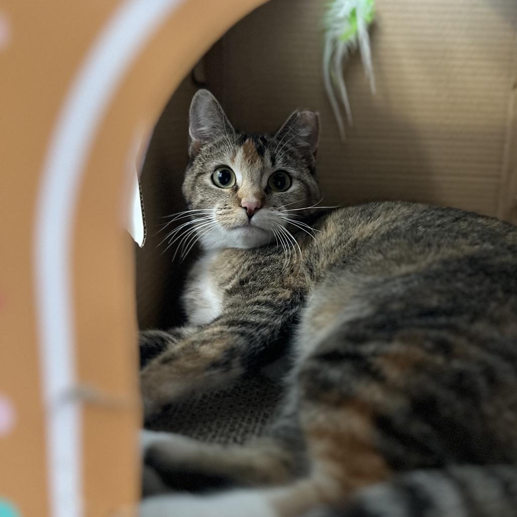 Bitsie, a Adoptable mixed breed in Simpsonville, SC image 6/6