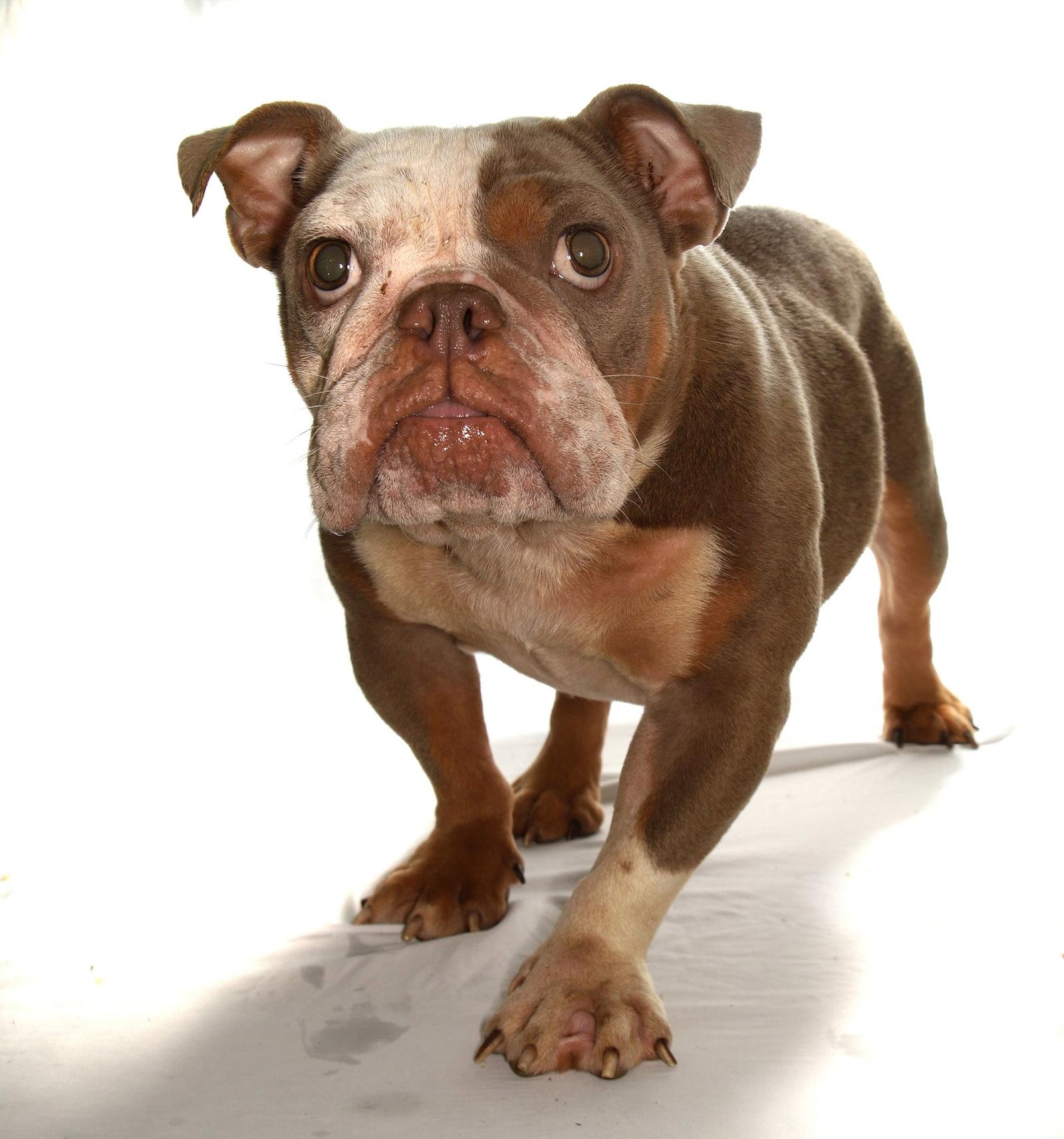 Enlarge Fresca, a Adoptable French Bulldog in Oakland Park, FL image 1/3