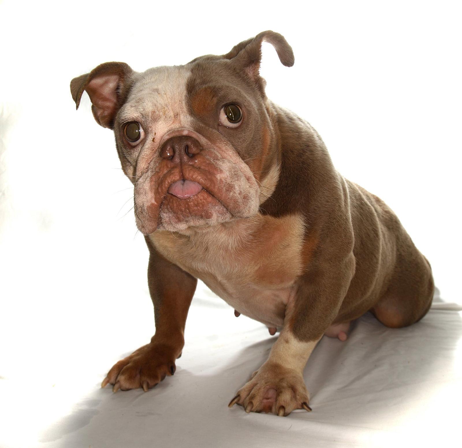 Enlarge Fresca, a Adoptable French Bulldog in Oakland Park, FL image 2/3