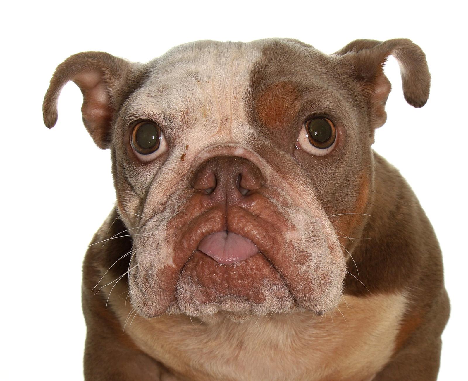 Enlarge Fresca, a Adoptable French Bulldog in Oakland Park, FL image 3/3
