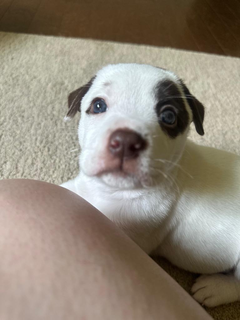 Olive Oyl, Adoptable, Puppy Female American Staffordshire Terrier.
