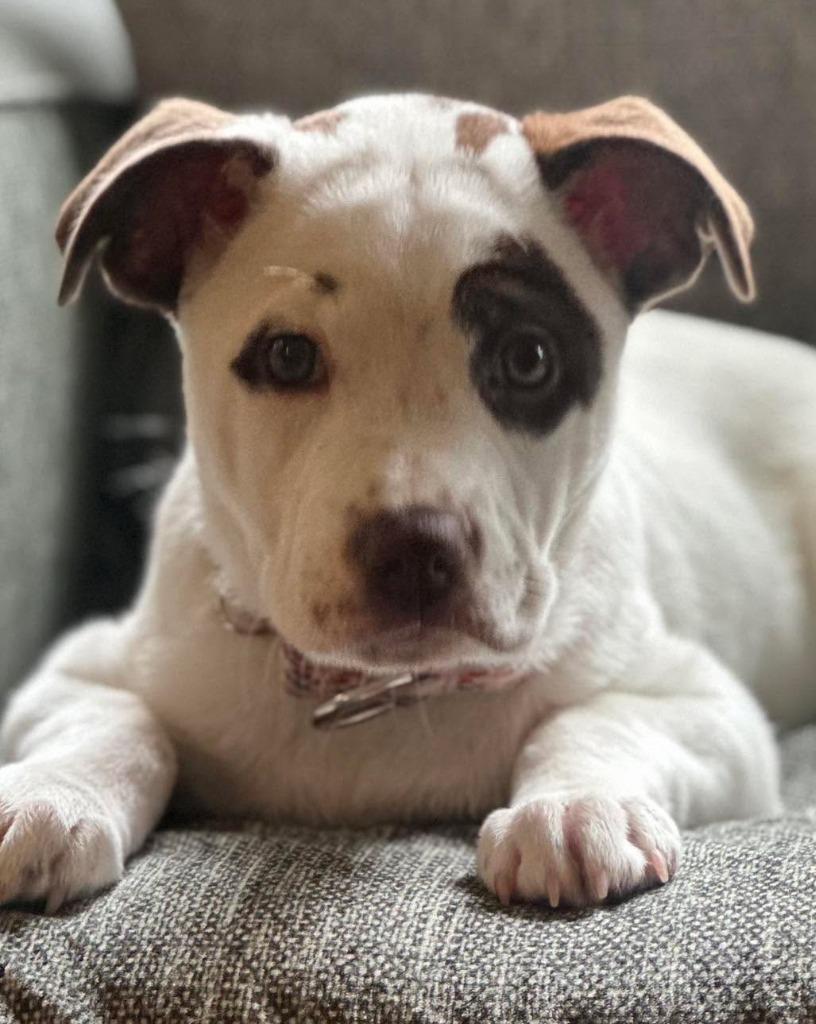 Olive Oyl, a Adoptable American Staffordshire Terrier in Newnan, GA image 3/6