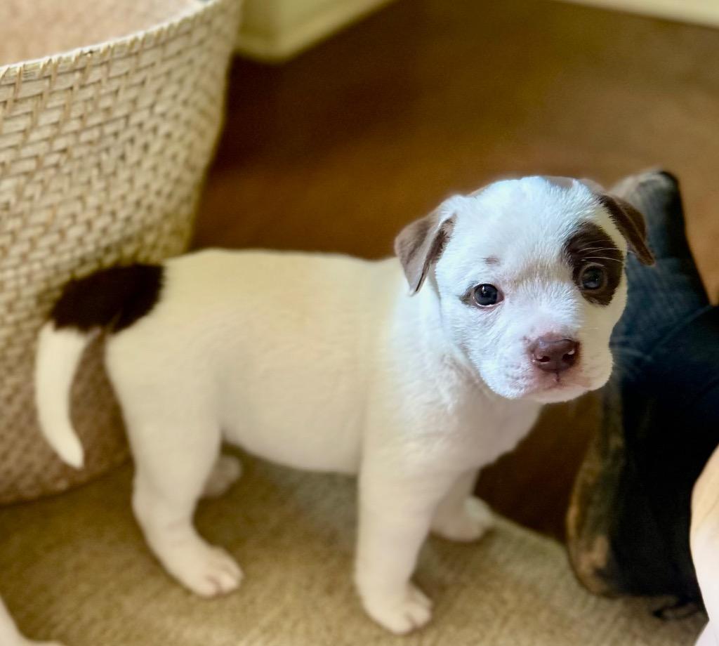 Olive Oyl, a Adoptable American Staffordshire Terrier in Newnan, GA image 4/6