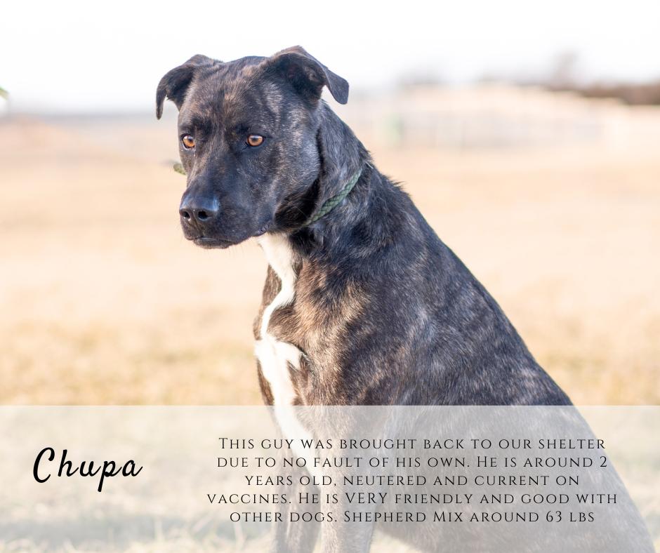 Enlarge Chupa, an adopted mixed breed in Junction City, KS image 1/1