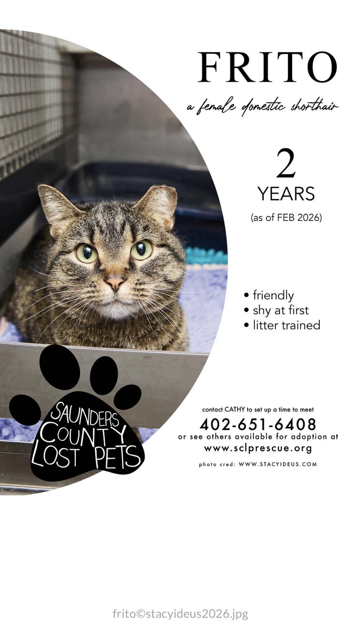 Frito, ADOPTABLE, Adult Female Domestic Short Hair.