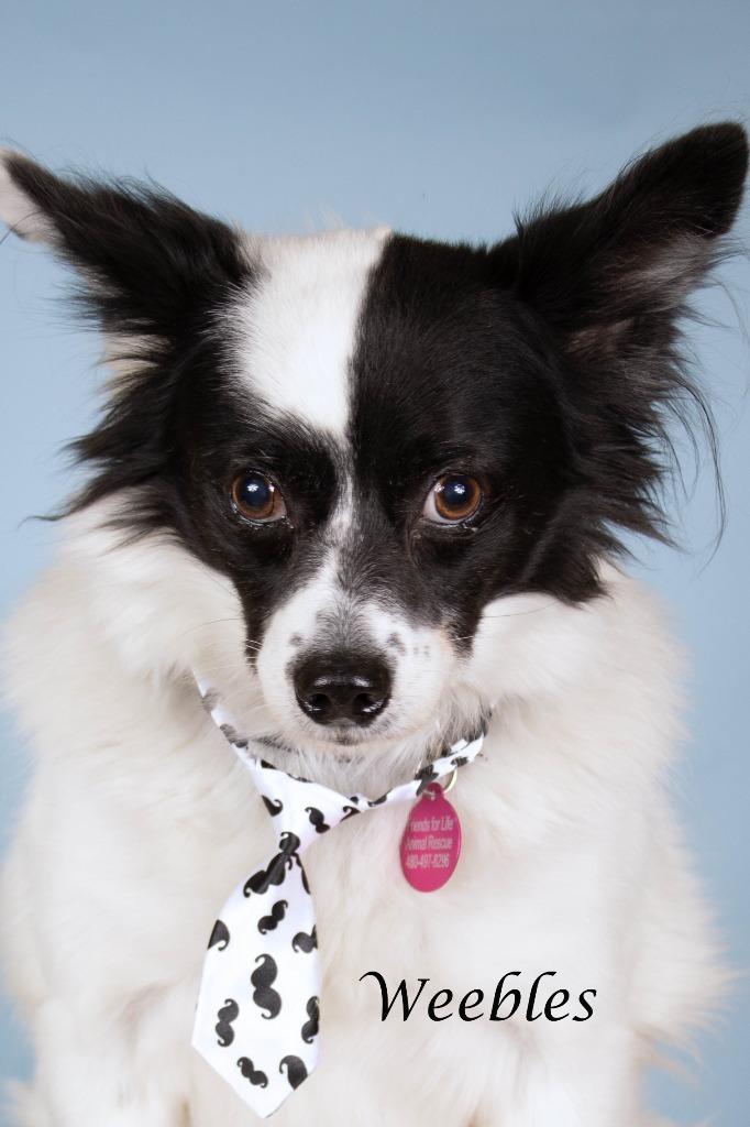 Weebles (knows Ranger), Adoptable, Senior Male Spaniel & American Eskimo Dog.