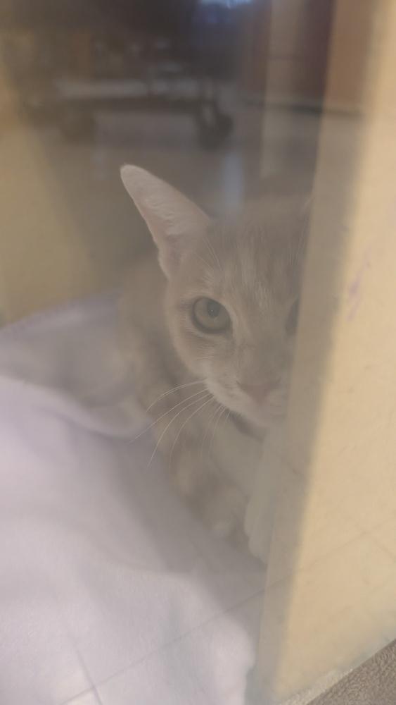 Chantilly, Adoptable, Adult Female Domestic Short Hair.