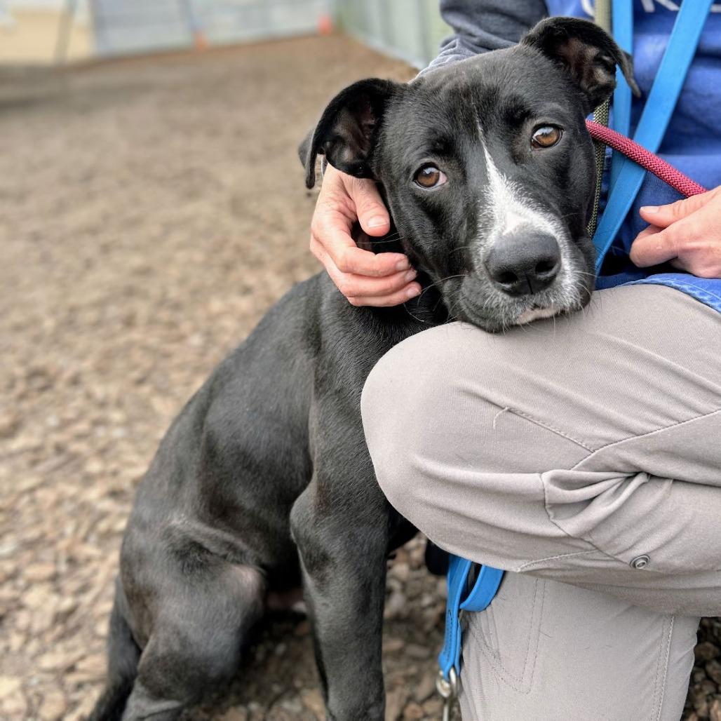 Montclair, Adoptable, Adult Male Mixed Breed.
