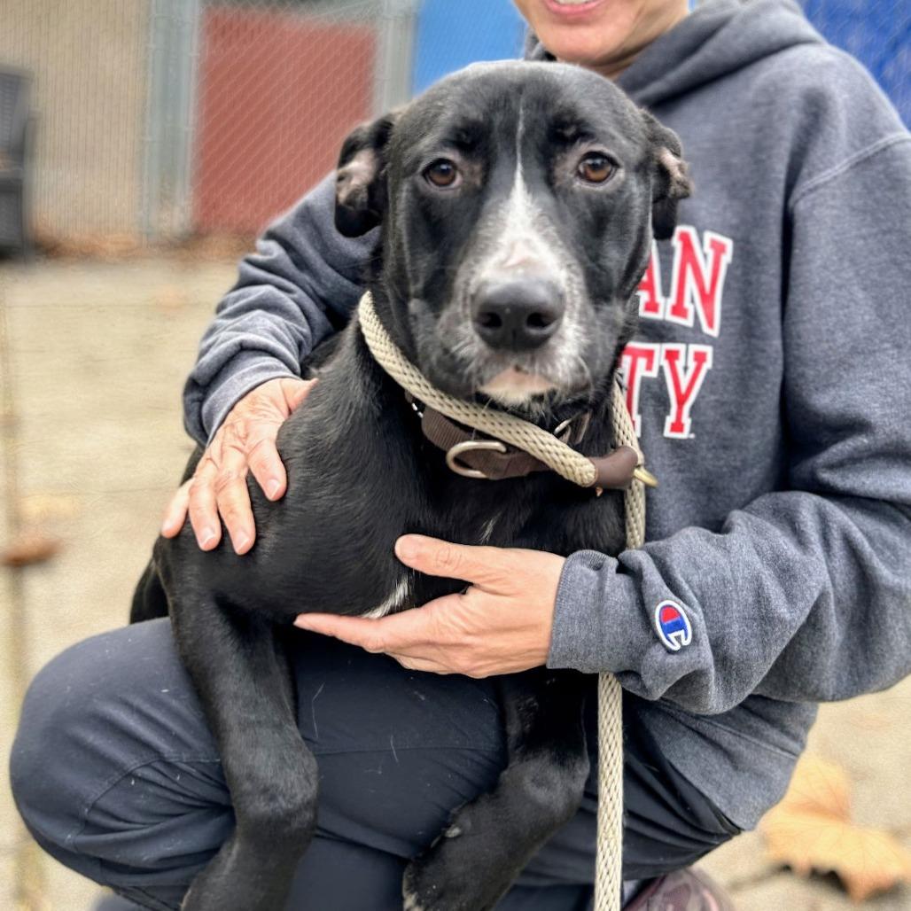 Enlarge Montclair, a Adoptable Mixed Breed in San Francisco, CA image 2/4