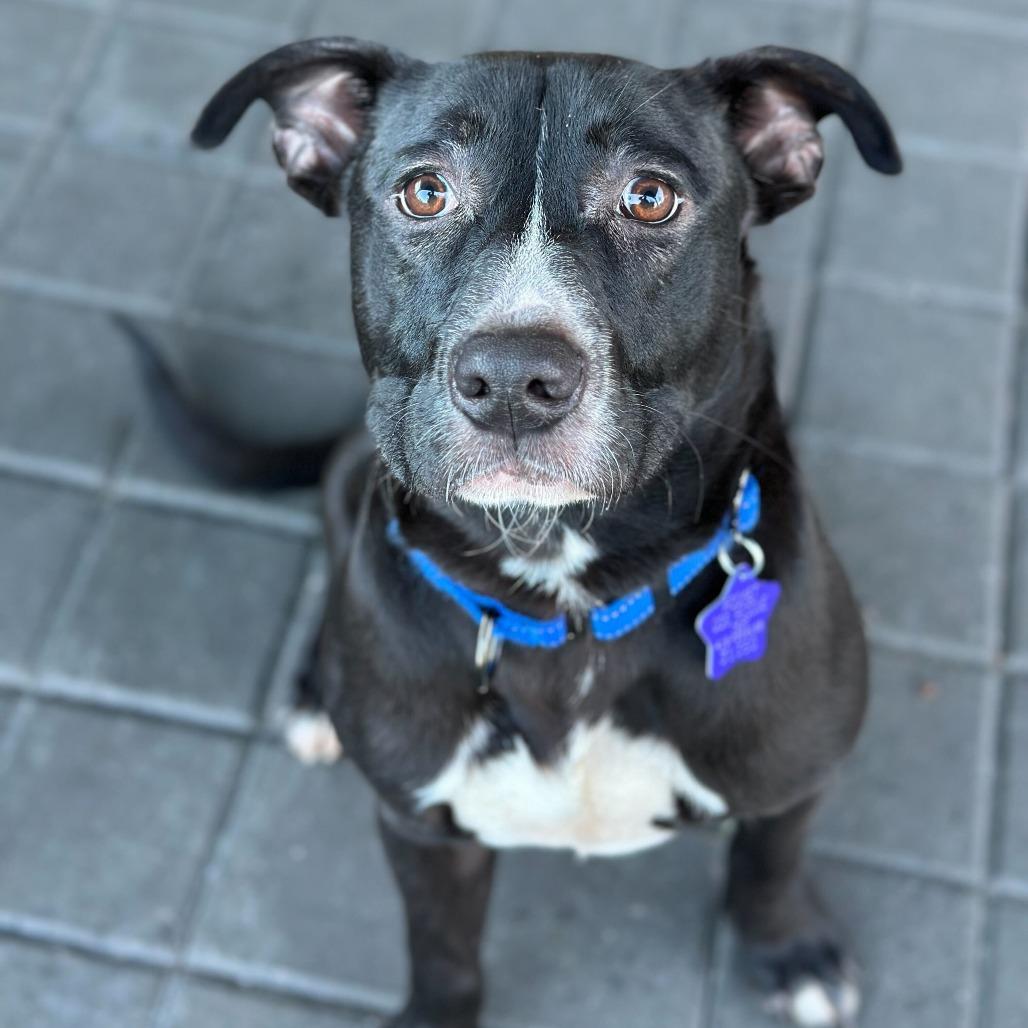 Enlarge Montclair, a Adoptable Mixed Breed in San Francisco, CA image 3/4