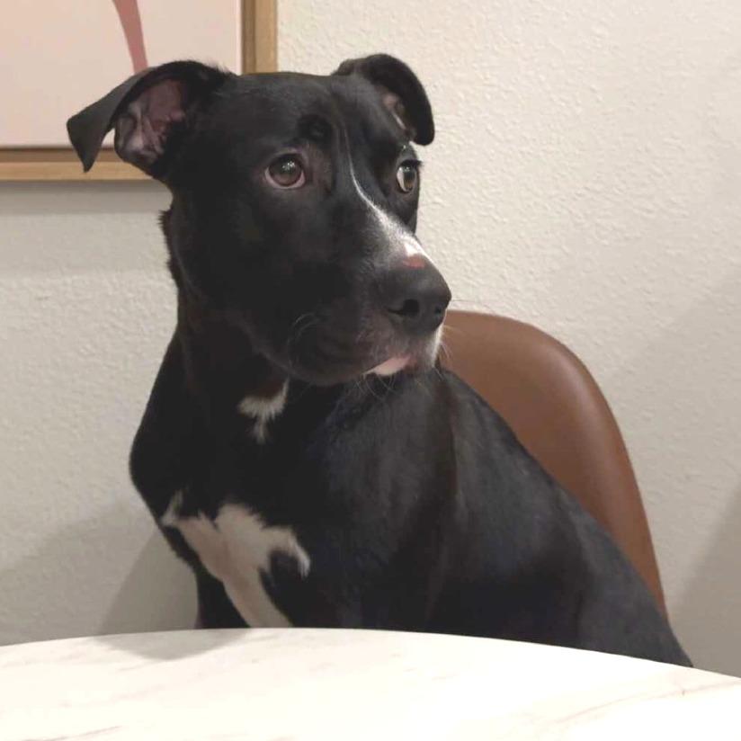 Enlarge Montclair, a Adoptable Mixed Breed in San Francisco, CA image 4/4