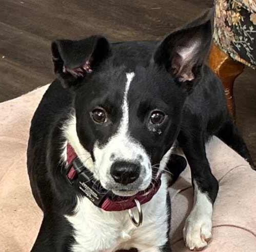 Radar, ADOPTABLE, Young Female Border Collie.