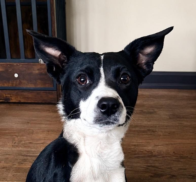 Radar, a ADOPTABLE mixed breed in La Plata, MD image 1/6